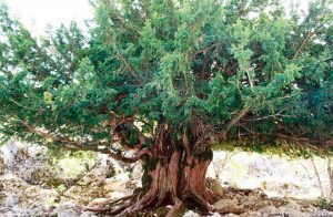 Sierra de Cazorla alberga los arboles mas antiguos de Europa, Tejos milenarios
