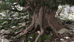 Tejo milenario, excepcional árbol de sierras de cazorla con 20 siglos